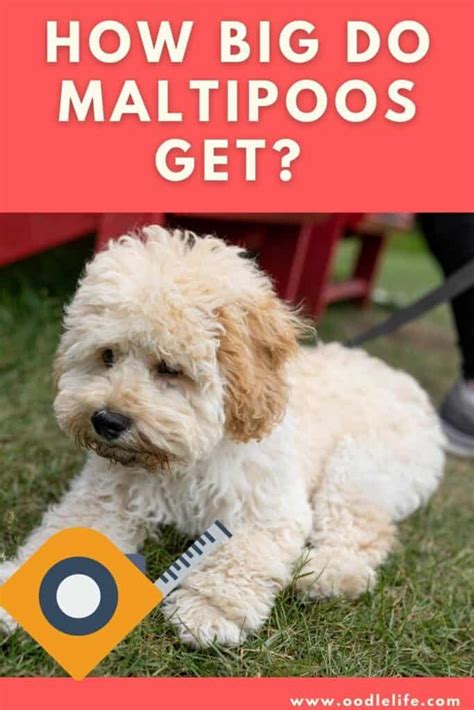 How big do maltipoos get - A Maltipoo can have a height anywhere between 6-14 inches up to the shoulders, although the length lies between 8-12 inches on an average. When is a …